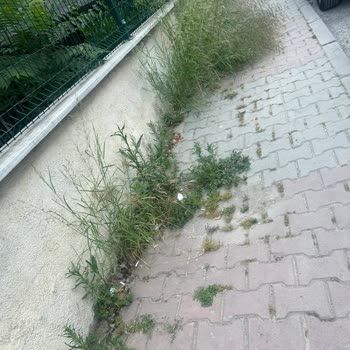 Mahallemizde Temizlik Sorunu Ve Acil Müdahale Talebi