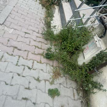 Mahallemizde Temizlik Sorunu Ve Acil Müdahale Talebi