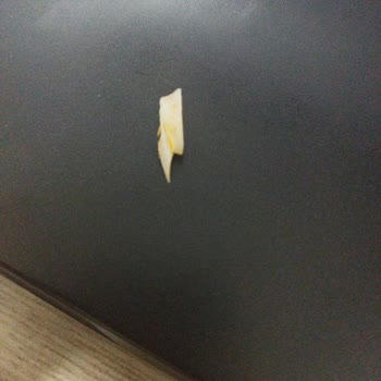 Islak Burgerin İçinden Çıkan Büyük Plastik Parçası Endişe Yarattı