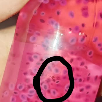 Factory İçecek Cuk Basıl Seed İçeceğinde Böcek Çıkması Şoku