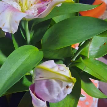 Görselden Farklı Ve Kalitesiz Çiçek Teslimatı Hayal Kırıklığı Yarattı