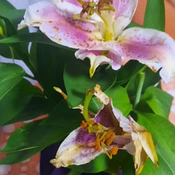 Görselden Farklı Ve Kalitesiz Çiçek Teslimatı Hayal Kırıklığı Yarattı