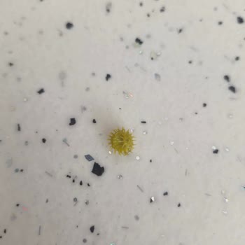 Konserve Garnitürde Kararmış Sebzeler Ve Yabancı Maddeyle Karşılaştım