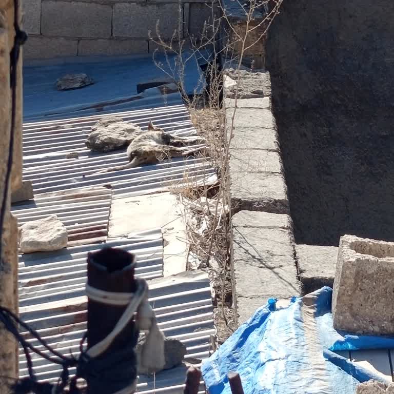 Suruç'ta Sokak Kedilerine Acil Yardım Çağrısı