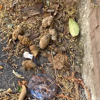 Maltepe'de 12 Yıldır Süren Temizlik Sorunu Çözülmüyor!