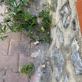 Maltepe'de 12 Yıldır Süren Temizlik Sorunu Çözülmüyor!