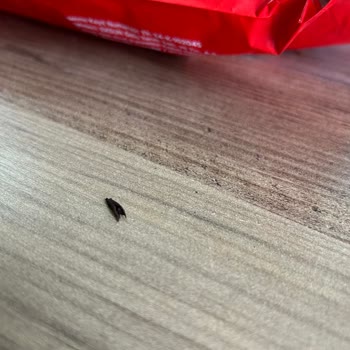 Dondurulmuş Simitte Böcek Çıkması Ve Hijyen Sorunu