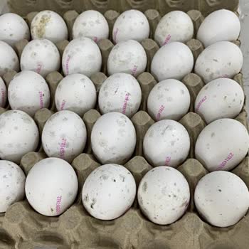 Son Kullanımı Geçmemiş Yumurtaların Küflü Çıkması Ve Sağlık Riski