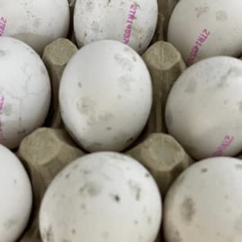 Son Kullanımı Geçmemiş Yumurtaların Küflü Çıkması Ve Sağlık Riski