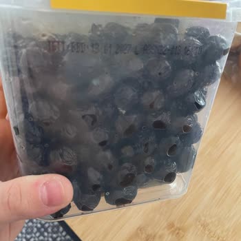 A101'den Aldığım Zeytinler Açılmadan Küfleniyor