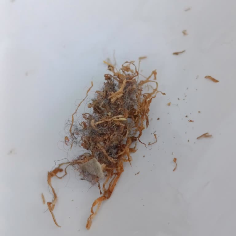 Tütünden Yabancı Madde Çıkması Hayal Kırıklığı Yarattı