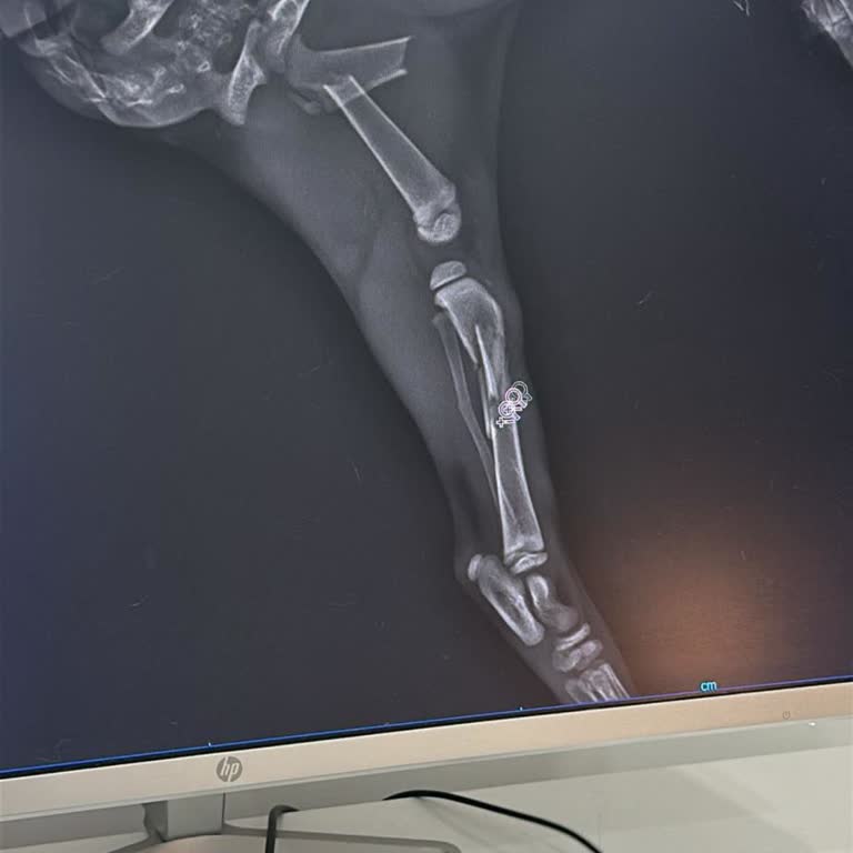 Belediye Veteriner Kliniğinde İhmalkârlık Ve Duyarsızlık