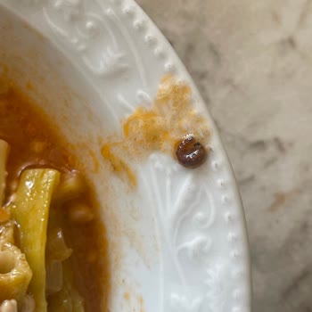 A101'den Alınan Ürünlerde Sürekli Karşılaşılan Kalite Sorunları