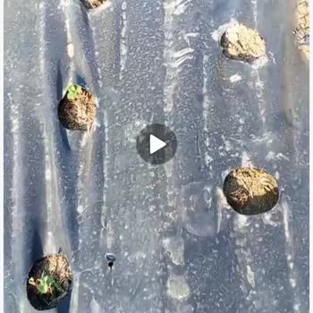 Gönderilen Çilek Fideleri Kurumuş Ve Eksik Çıktı, Mağdur Edildim