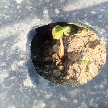 Gönderilen Çilek Fideleri Kurumuş Ve Eksik Çıktı, Mağdur Edildim