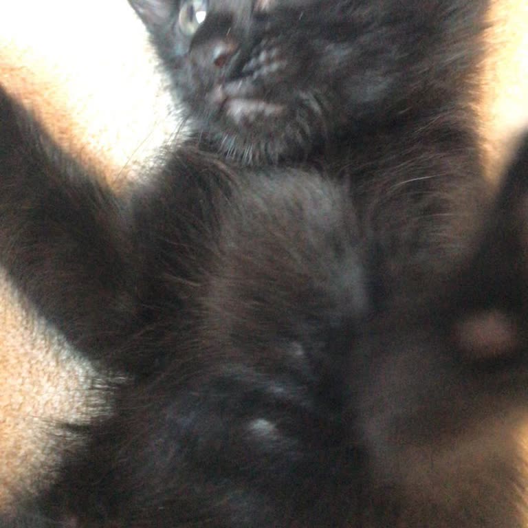 Ümraniye Belediyesi Ücretsiz Veteriner Hizmetinde Sorumluluk İhlali Ve Kayıp Yavru Kedi Mağduriyeti