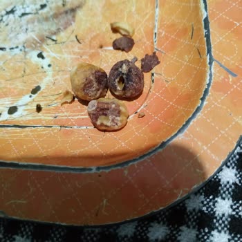 Tarım Kredi Marketten Alınan Tuzlu Fındıkta Çürük Ve Kötü Lezzet Sorunu