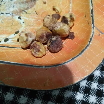 Tarım Kredi Marketten Alınan Tuzlu Fındıkta Çürük Ve Kötü Lezzet Sorunu