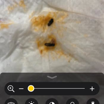 Aldığım Nohuttan Kurt Çıktı, 300 TL'lik Yemeğim Çöpe Gitti