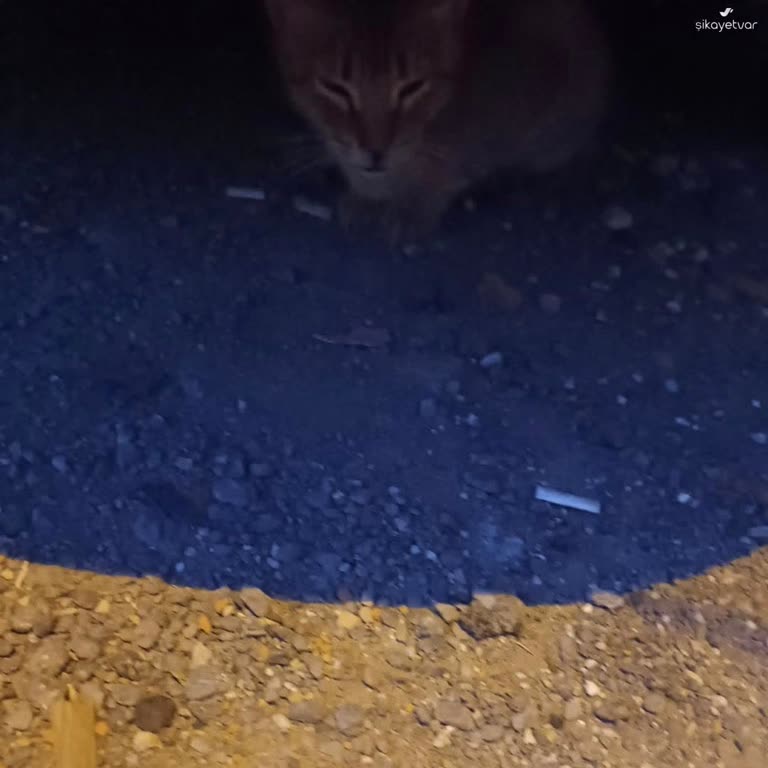 Şişli Belediyesi Veterinerliği Hayvanlara Yeterli İlgi Göstermiyor