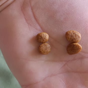 Kedim Alıştığı Mamayı Yemiyor Çünkü Mama Bariz Şekilde Değişmiş