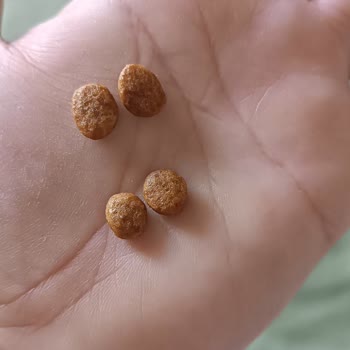 Royal Canin Changed the Urinary S O Food My Cat Refuses Now