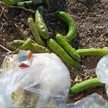 Dicle Elektrik Dağıtım Aşırı Kesinti