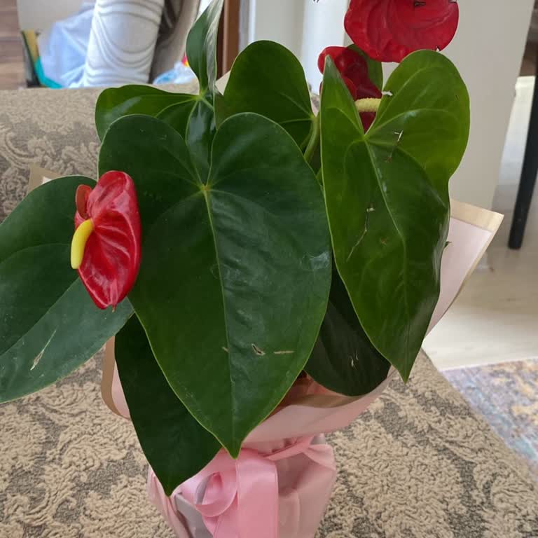 Yanlış Ve Hasarlı Ürün, İlgisiz Müşteri Hizmeti