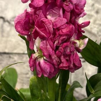 Adana Beyaz Saray Çiçekçilik Kötü Ürün Gönderimi