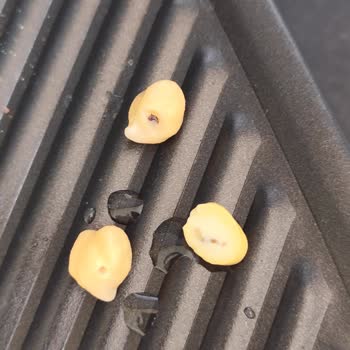 Aldığım Nohuttan Böcek Çıktı, Çözüm Bekliyorum