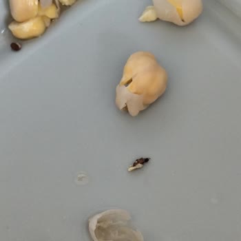 Aldığım Nohutta Böcek Ve Siyahlıklar Çıktı Açıklama Bekliyorum