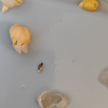 Aldığım Nohutta Böcek Ve Siyahlıklar Çıktı Açıklama Bekliyorum