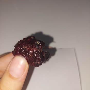 BİMden Alınan Orman Meyvelerinde Kurt Çıktı Sağlığımız Tehlikede