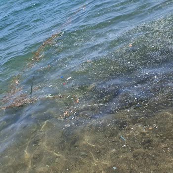 Mersin Büyükşehir Belediyesi Pis Plaj Ve Deniz Nedeniyle Ailece Mağduriyet Yaşadık