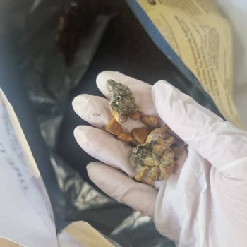 Küflü Kedi Maması Sonrası Kedilerim Hastalandı, Satıcı İlgisiz Kaldı