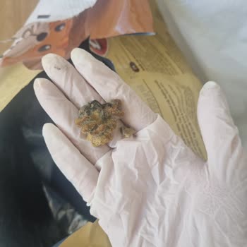 Küflü Kedi Maması Sonrası Kedilerim Hastalandı, Satıcı İlgisiz Kaldı