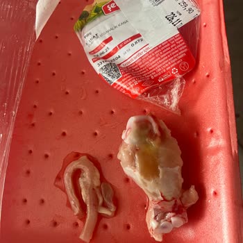 Paketli Tavukta Soluk Borusu Ve Bozuk Parça Şoku