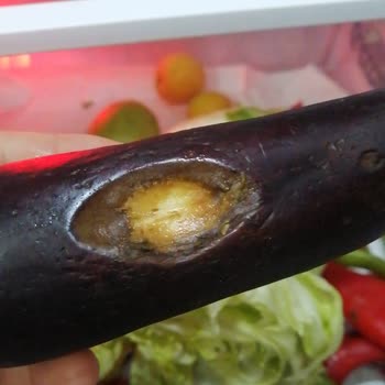 Arçelik Buzdolabında Sebzelik Sorunu Ve Servis Çözümsüzlüğü