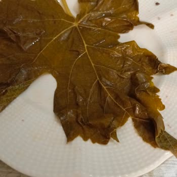 Sipariş Ettiğim Yaprakların Çoğu Kalın Damarlı Çıktı
