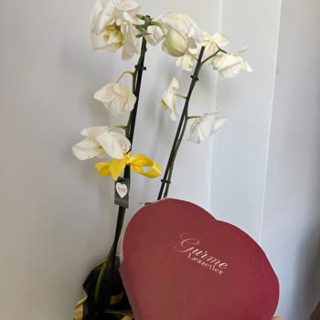 Gönderilen Orkidenin Solmuş Ve Ölü Olması Nedeniyle Mağduriyet