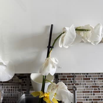 Gönderilen Orkidenin Solmuş Ve Ölü Olması Nedeniyle Mağduriyet