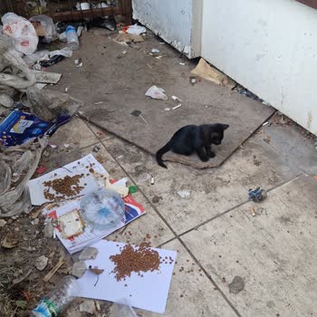 Sarıgazi Merkezde Temizlik Ve Kedi İçin Daha İyi Koşullar İstiyorum