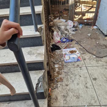 Sarıgazi Merkezde Temizlik Ve Kedi İçin Daha İyi Koşullar İstiyorum