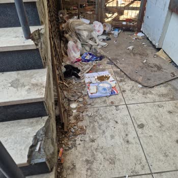 Sarıgazi Merkezde Temizlik Ve Kedi İçin Daha İyi Koşullar İstiyorum