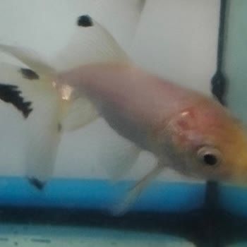 Kargo Gecikmesi Yüzünden Balığım Hayatını Kaybetti