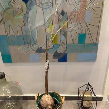 Es Plante Geç Teslimat Ve Sağlıksız Bitki Nedeniyle Hayal Kırıklığı