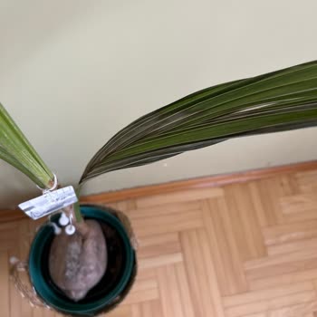 Es Plante Geç Teslimat Ve Sağlıksız Bitki Nedeniyle Hayal Kırıklığı