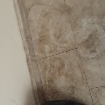 Temizlik Görevlisinin Davranışları Ve Çöp Toplama Konusunda Yaşanan Sorunlar