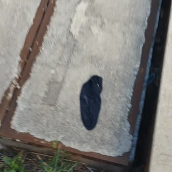 Temizlik Görevlisinin Davranışları Ve Çöp Toplama Konusunda Yaşanan Sorunlar