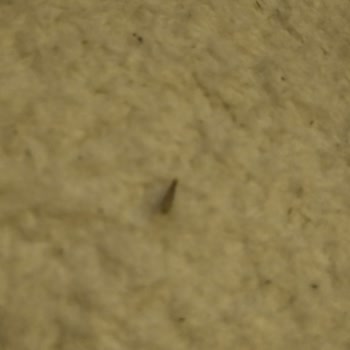 Feriköy'de Böcek Ve Sinek İstilası: Acil İlaçlama Talebi